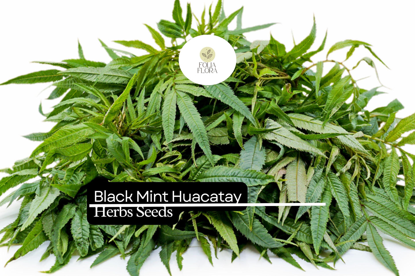 100mg Black Mint Seeds Tagetes minuta Huacatay | Aromatic Herb, Non-GMO, Culinary Uses, Easy to Grow, Unique Flavor, Annual
