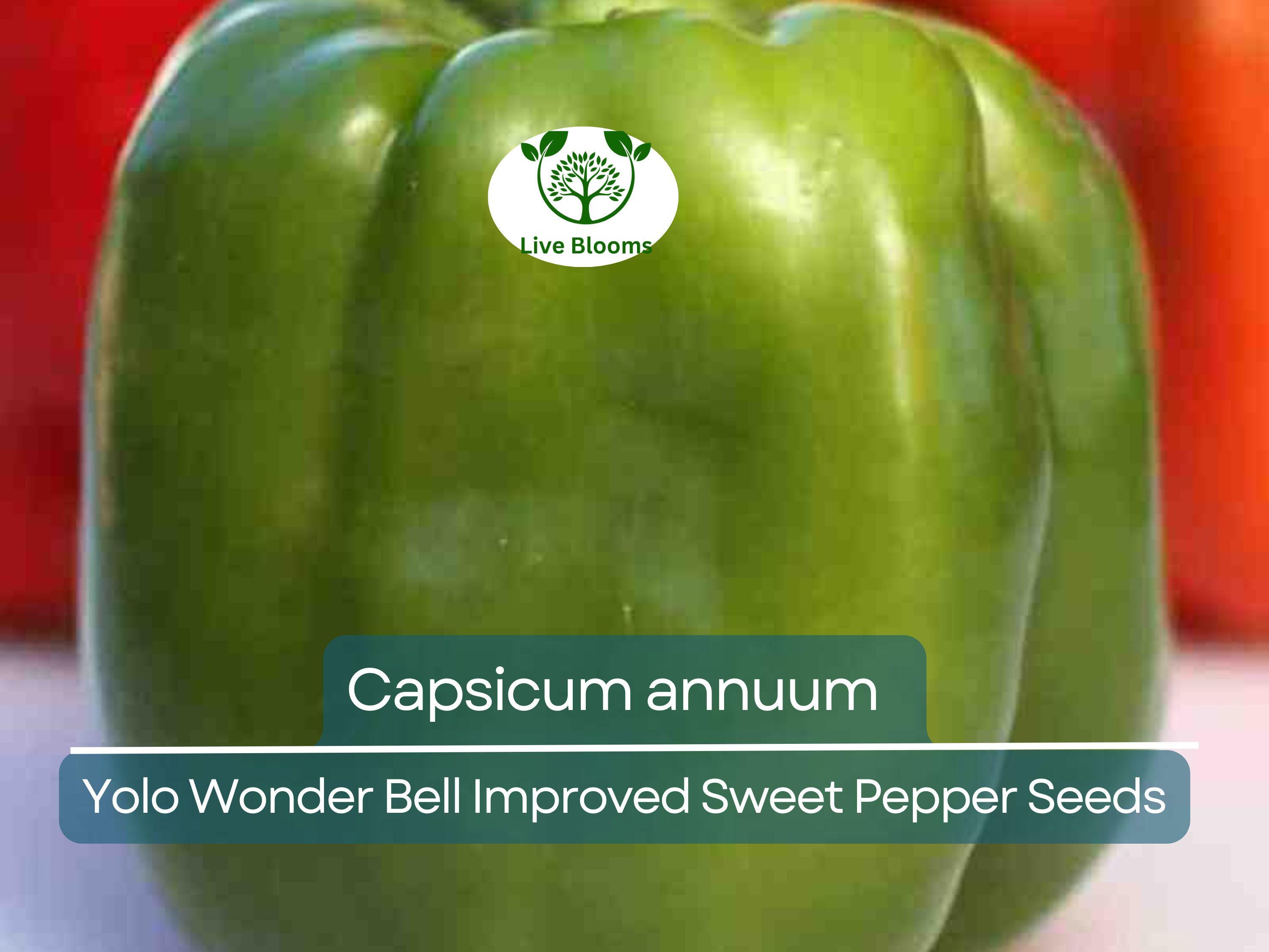 30 Seeds Sweet Pepper Yolo Wonder Bell Improved – Capsicum annuum | High-Yielding Sweet Bell Peppers for Planting & Gardening