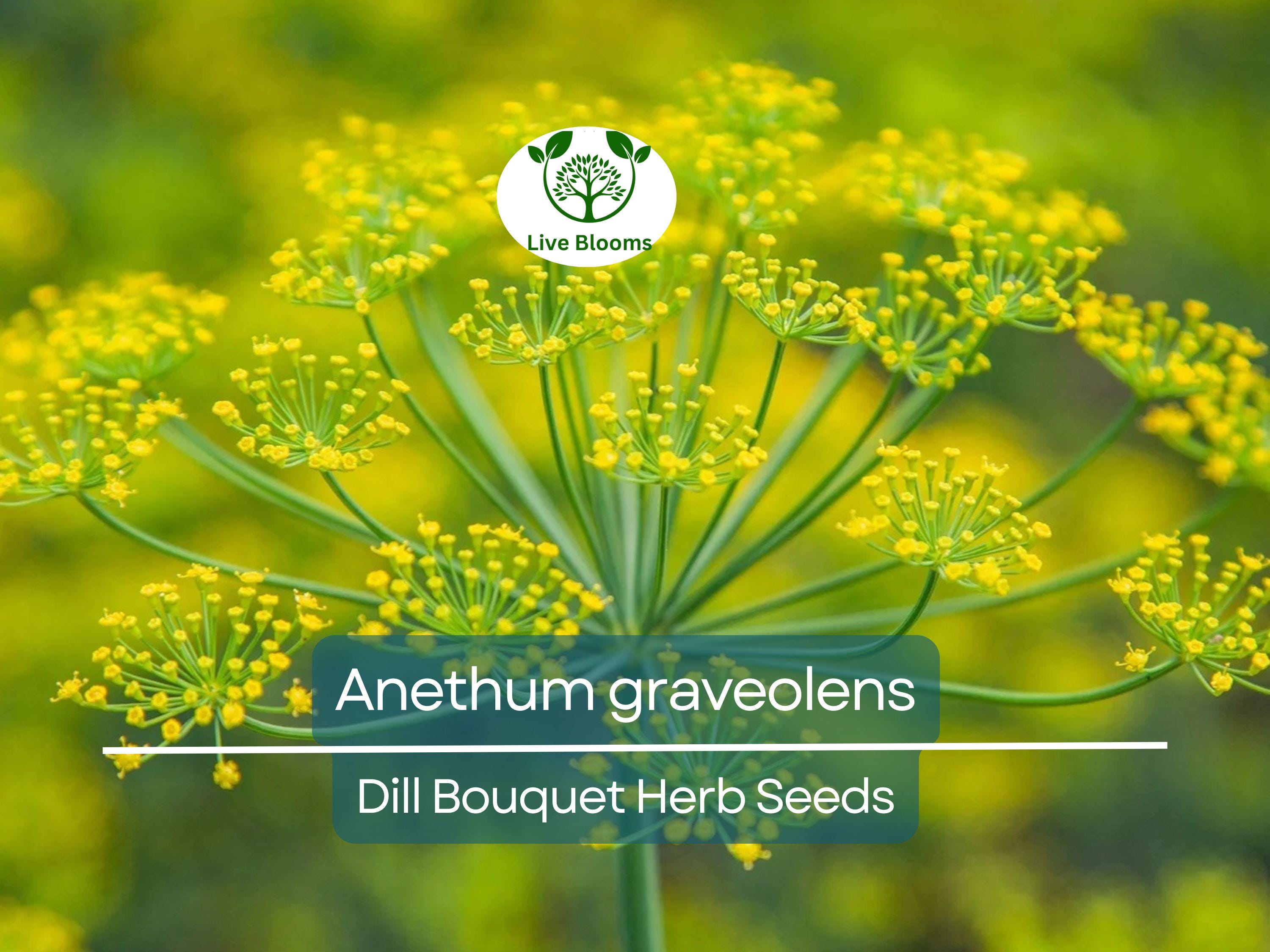 700 Dill Bouquet Seeds for Planting – Anethum graveolens – Fresh Herb for Cooking, Pickling, Gardening, Easy to Grow