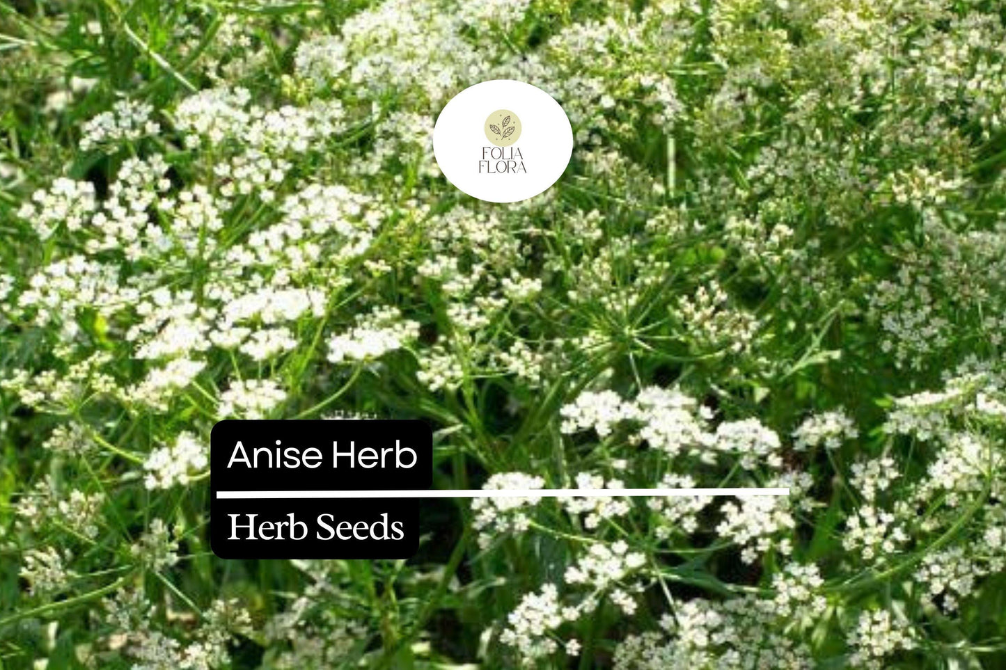 200 Seeds Anise, Pimpinella Anisum, Aromatic Herb for Culinary and Garden Use