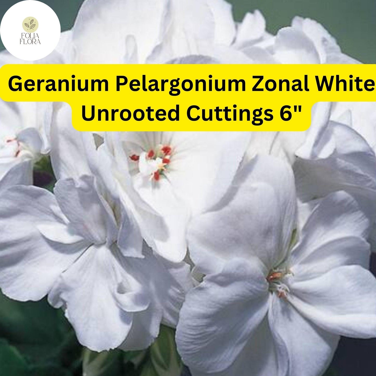 Geranium Pelargonium Zonal ‘White’ | 3 Live 6” Unrooted Cuttings | Classic White Blooms, Easy-Care, Drought-Tolerant Flowering Plant
