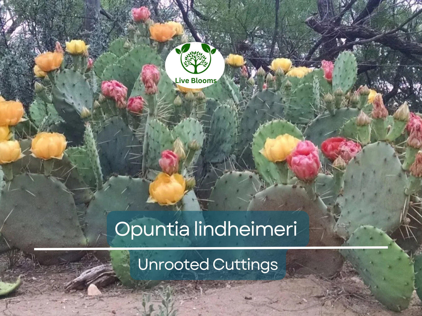 1 West Texas Prickly Pear Cactus Pad Segment - Opuntia lindheimeri Cutting for Planting & Propagation
