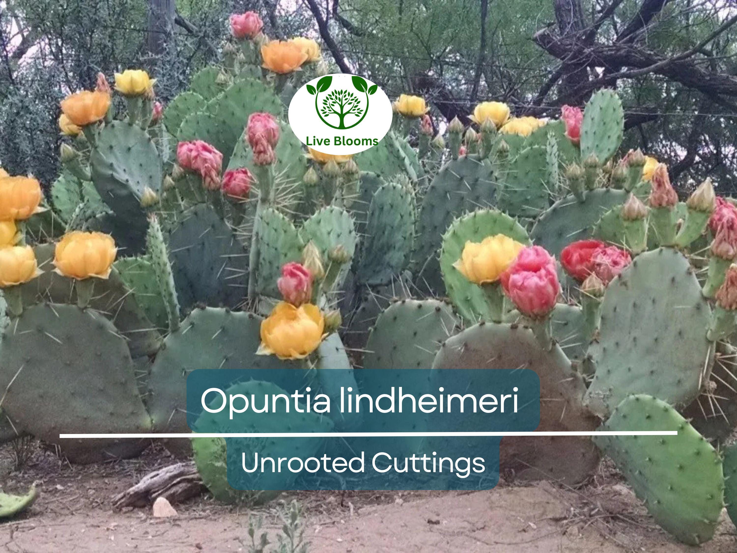 1 West Texas Prickly Pear Cactus Pad Segment - Opuntia lindheimeri Cutting for Planting & Propagation