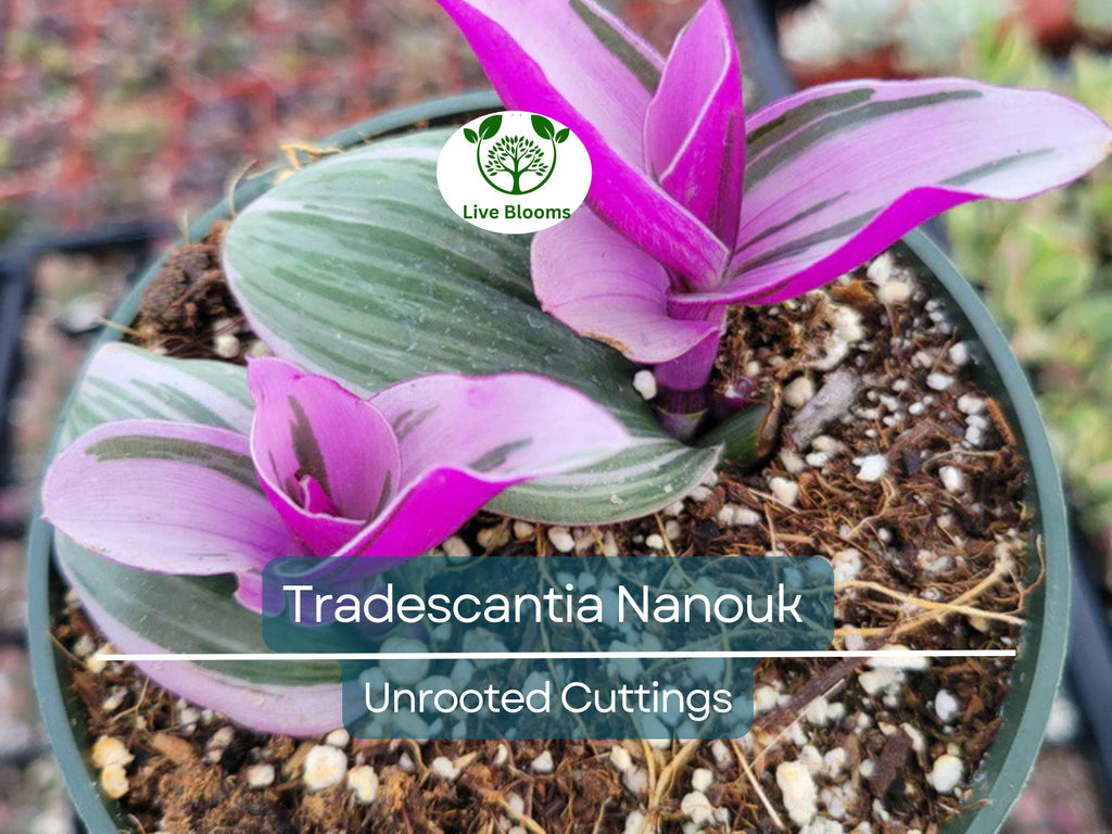 5 Unrooted Cuttings 4”-8” BIG Tradescantia Nanouk Rare "Pink Wandering Jew" | Beautiful Pink, White & Green Foliage, Easy to Propagate
