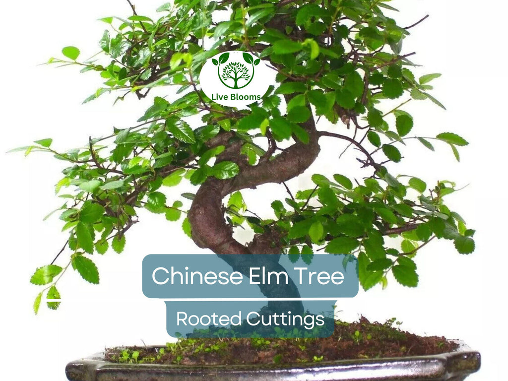 3 Chinese Elm Tree (Lacebark) Rooted Cuttings | Ulmus Parvifolia, Ideal for Bonsai, Hardy, Ornamental Tree for Home & Garden