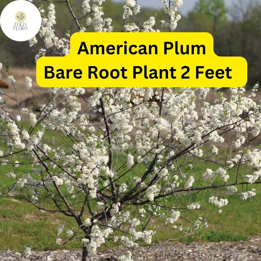 1 American Plum Tree 2ft Tall Live Fruit Tree - Ready to Plant