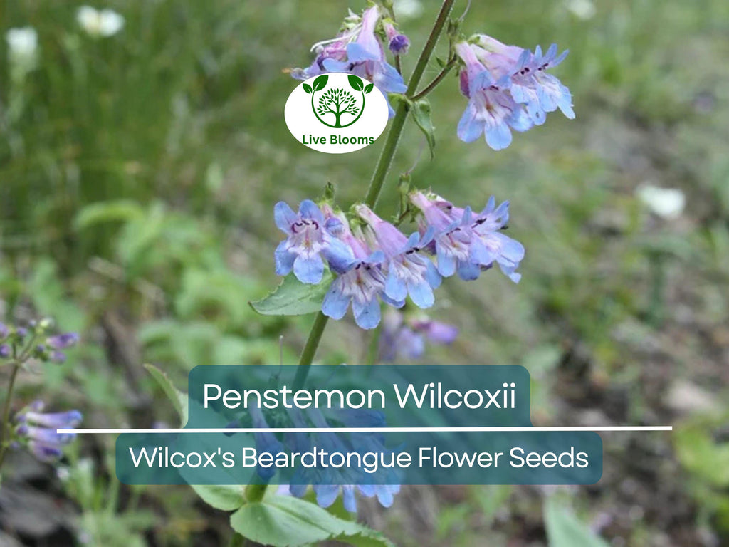 100 mg Seeds Penstemon Wilcoxii (Wilcox's Beardtongue) for Planting | Native Wildflower for Pollinator-Friendly and Low-Maintenance Gardens