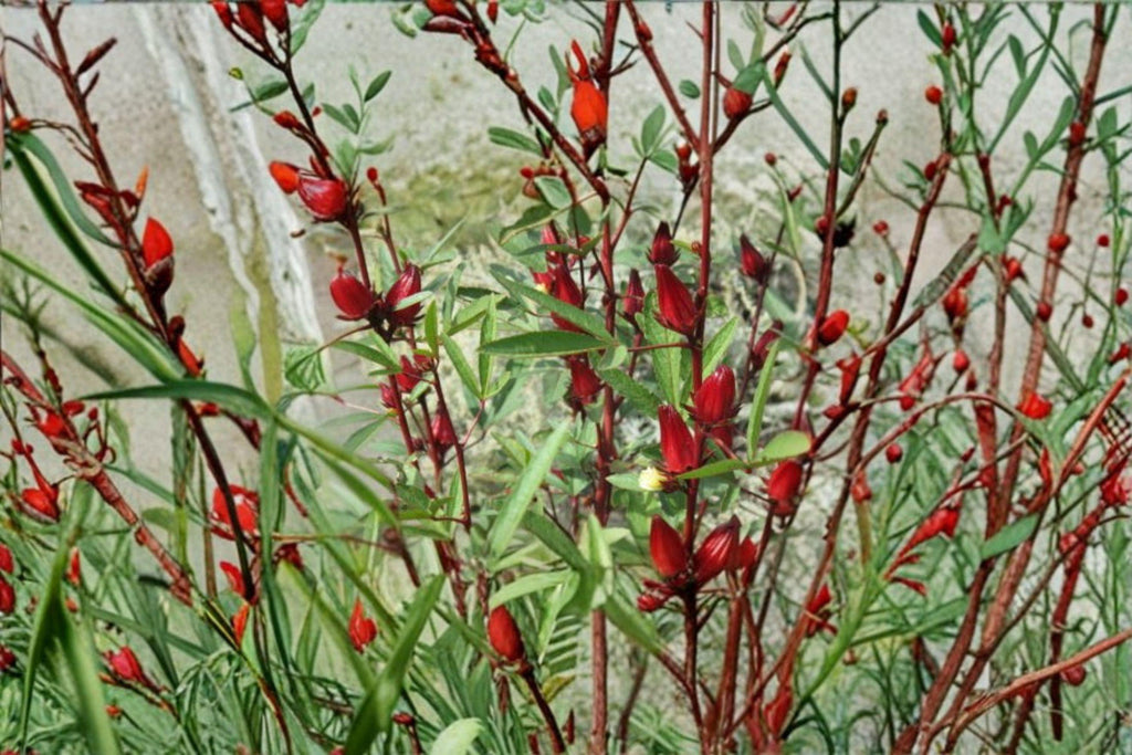 Roselle Asian Sour Leaf – Hibiscus sabdariffa Seeds | 10 Seeds | Edible Plant | Tropical Garden Herb