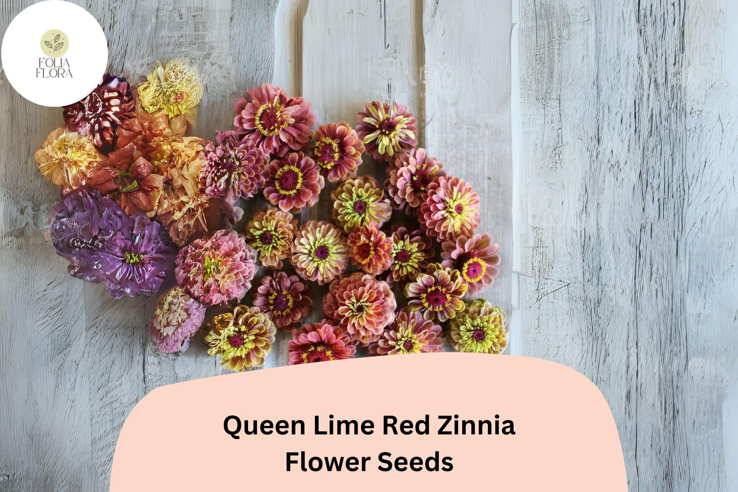 100+ Queen Lime Red Zinnia Seeds – Unique Red-Green Blooms for Garden Planting, Borders & Cut Flowers