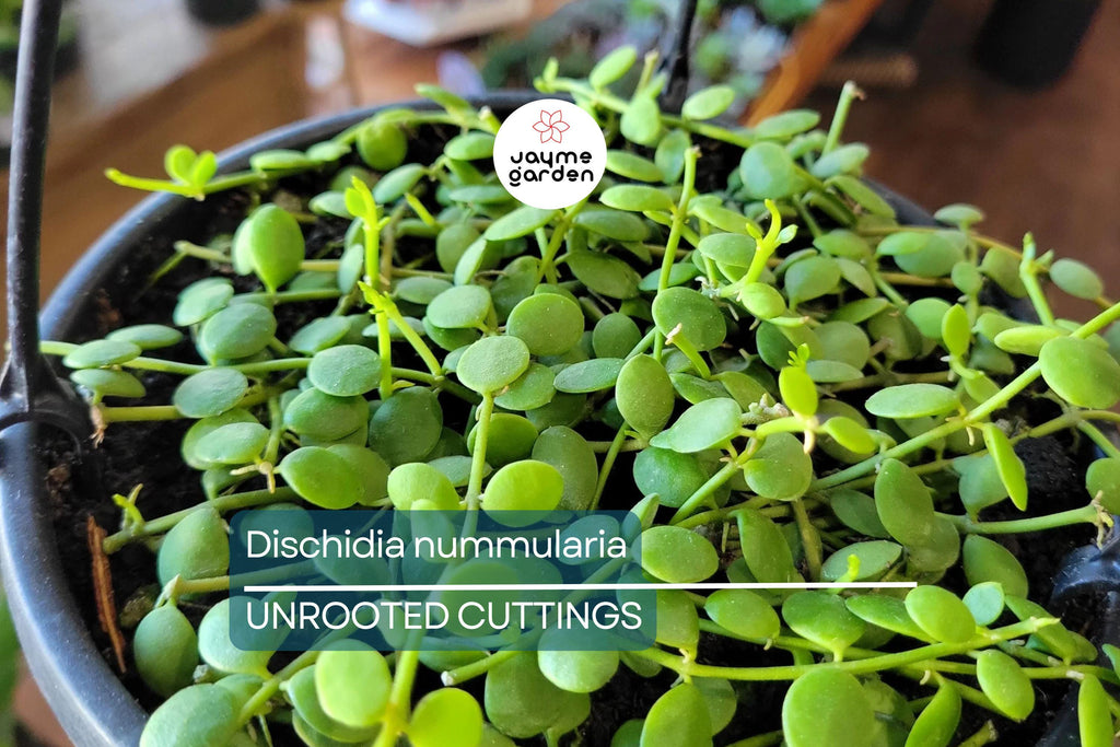 Dischidia Nummularia Cutting | Attractive Hanging Basket Plant | Easy to Grow, 1 Fresh Cutting |