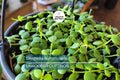 Dischidia Nummularia Cutting | Attractive Hanging Basket Plant | Easy to Grow, 1 Fresh Cutting |