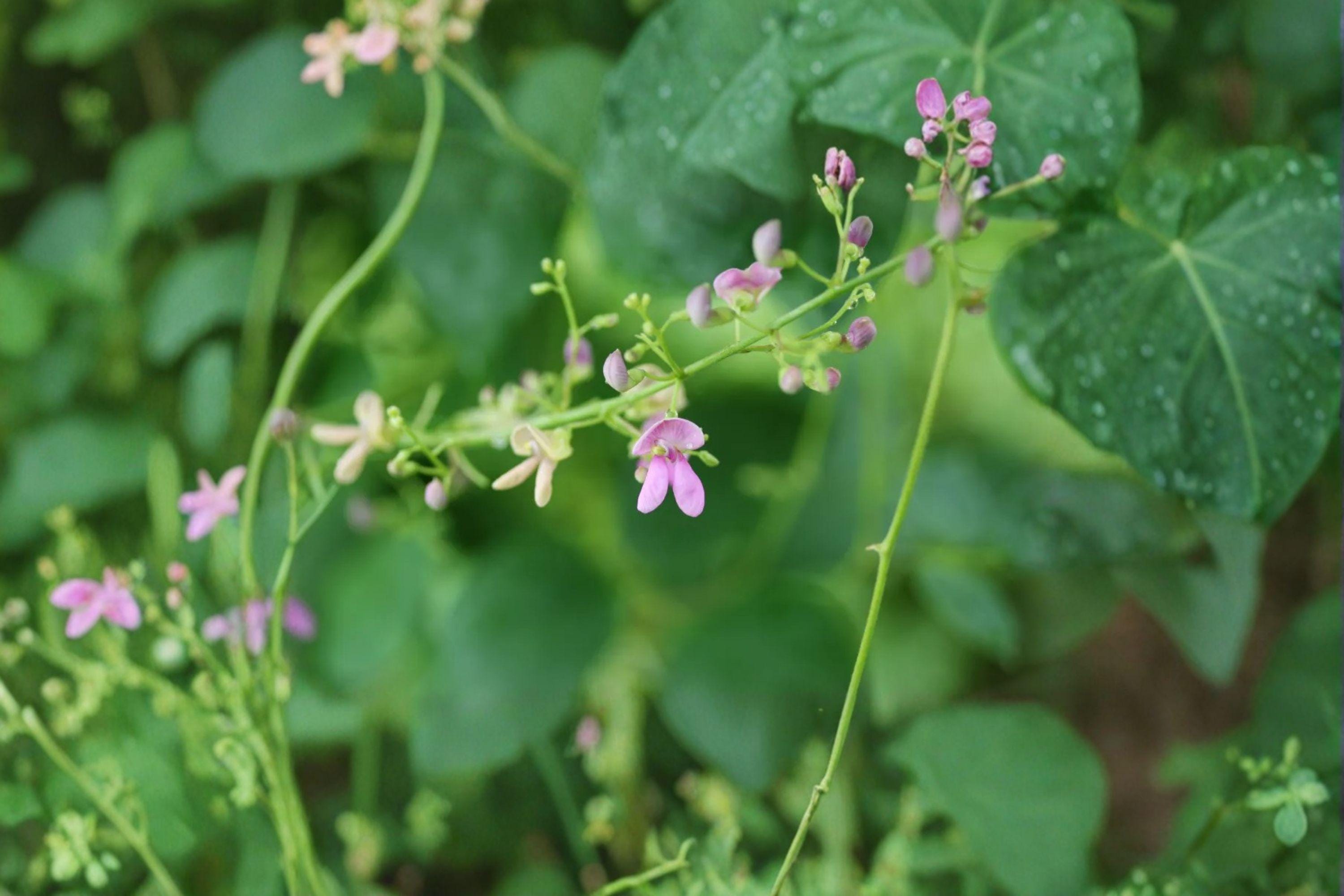 Phaseolus polystachios – Wild Kidney Bean Vine 5 Seeds | Native Perennial Vine | Pollinator Plant | Wildlife-Friendly Legume