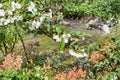 Evergreen Huckleberry 6 Cuttings (Vaccinium ovatum) Native Edible Berry Shrub