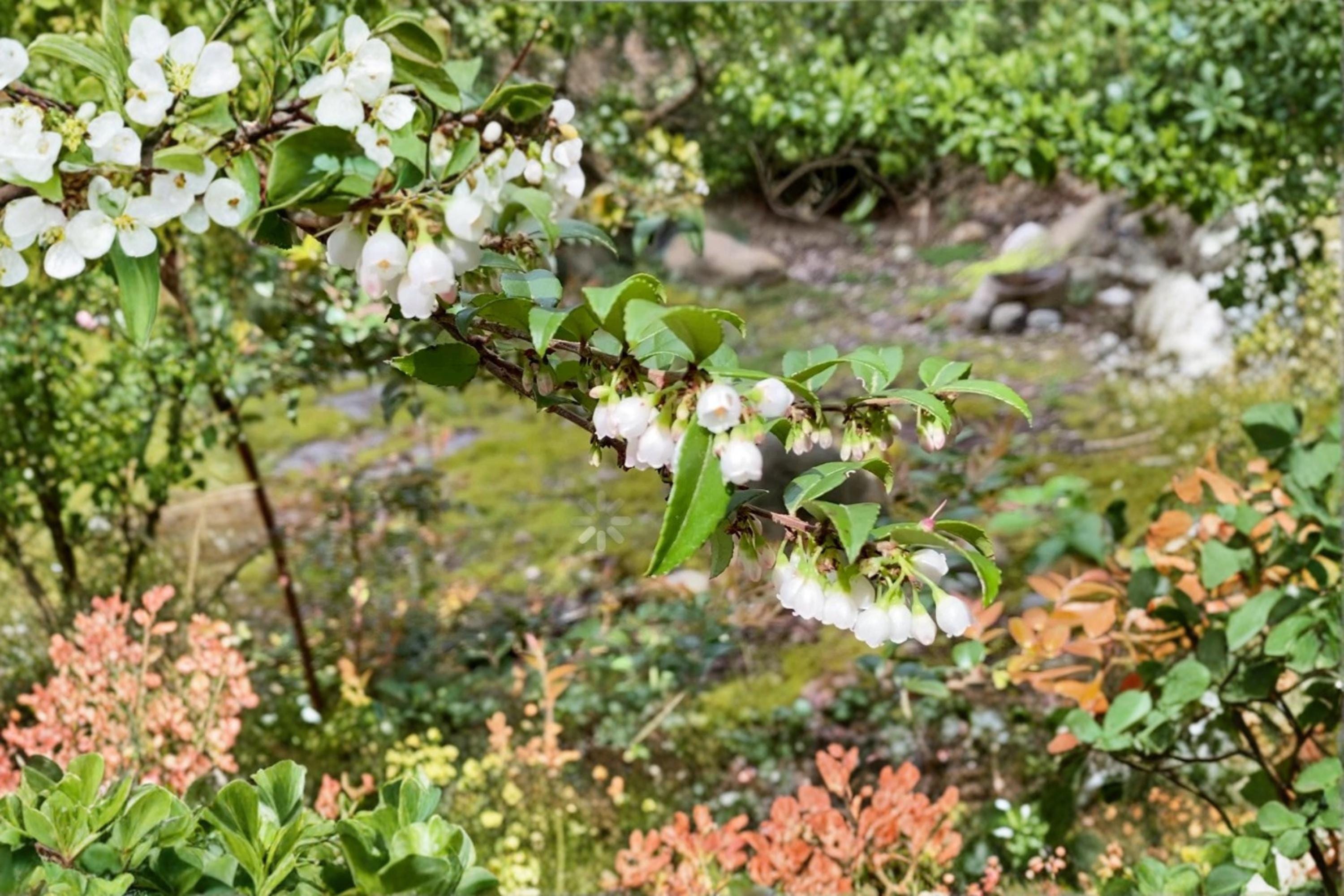 Evergreen Huckleberry 6 Cuttings (Vaccinium ovatum) Native Edible Berry Shrub
