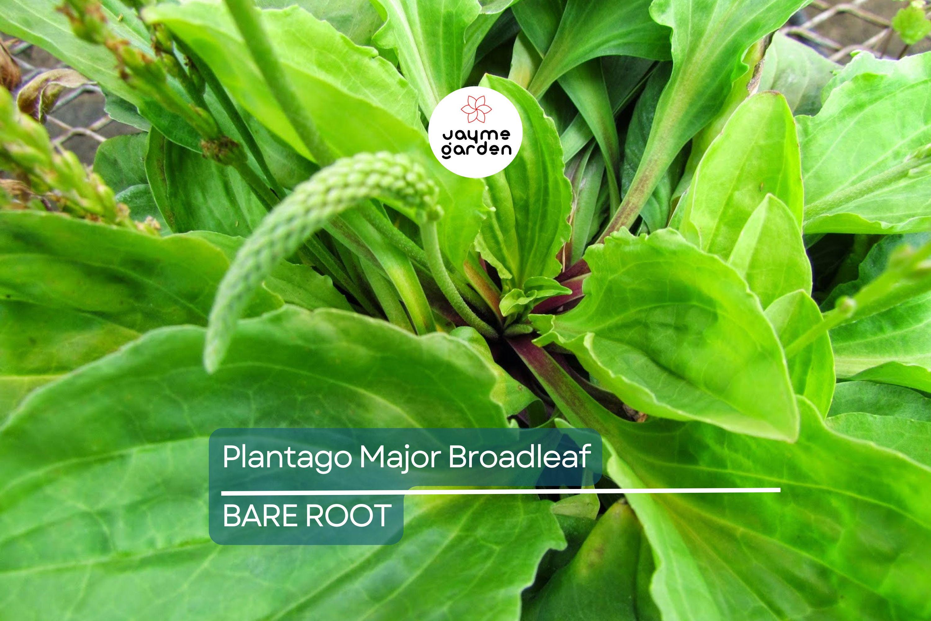 2 Plantago Major Broadleaf Plantain Plants - Bare Root Live Plants Ready to Plant - Easy Care Herb