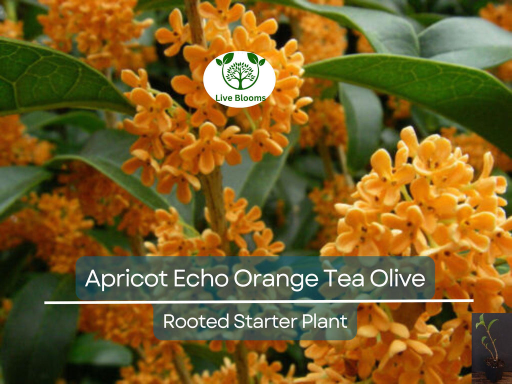 1 Apricot Echo Osmanthus fragrans Rooted Starter Plant - Fragrant Tea Sweet Olive Bareroot - Ideal for Garden, Fragrant Evergreen Shrub