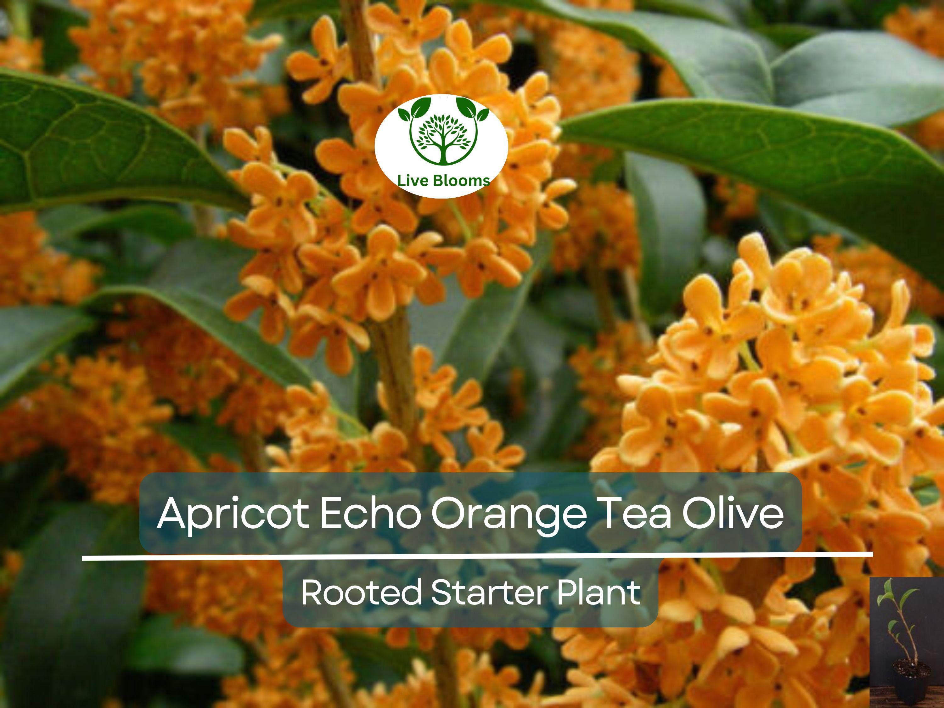 1 Apricot Echo Osmanthus fragrans Rooted Starter Plant - Fragrant Tea Sweet Olive Bareroot - Ideal for Garden, Fragrant Evergreen Shrub