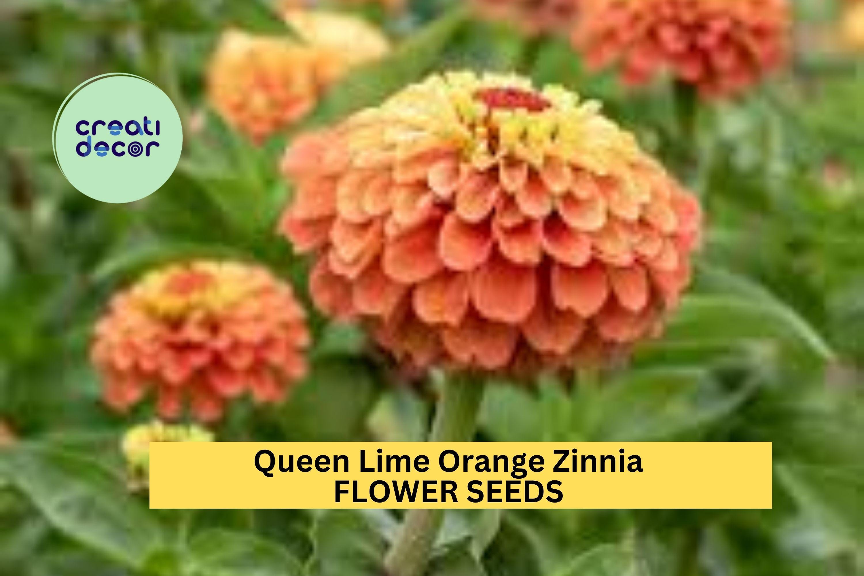 100+ Queen Lime Orange Zinnia Seeds – Unique Bicolor Blooms for Garden Planting, Bold Cut Flowers for Beds & Bouquets – USA