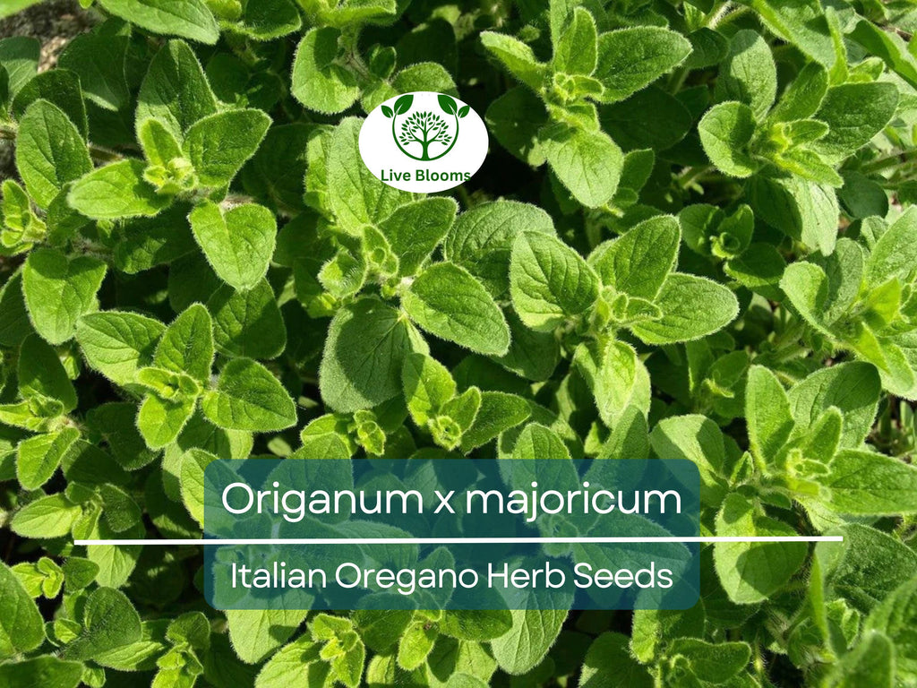 100 Italian Oregano Seeds for Planting - Origanum x majoricum - Aromatic Herb for Cooking, Mediterranean Dishes, Kitchen & Herb Gardens