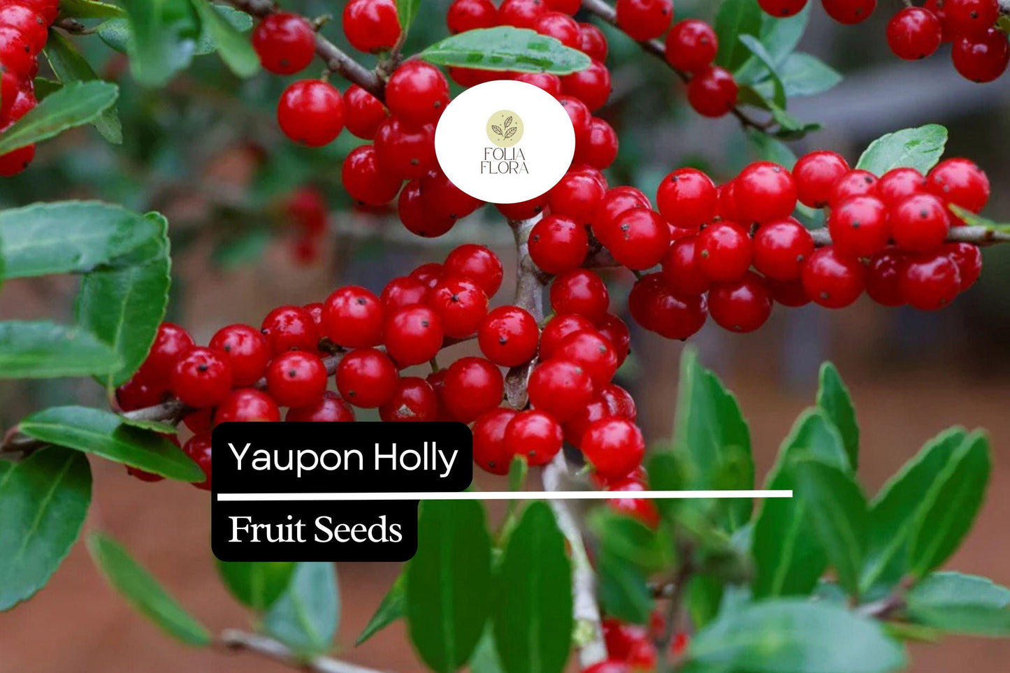 25 Organic Yaupon Holly Seeds (Ilex vomitoria) | Native Evergreen Shrub for Hedging & Wildlife