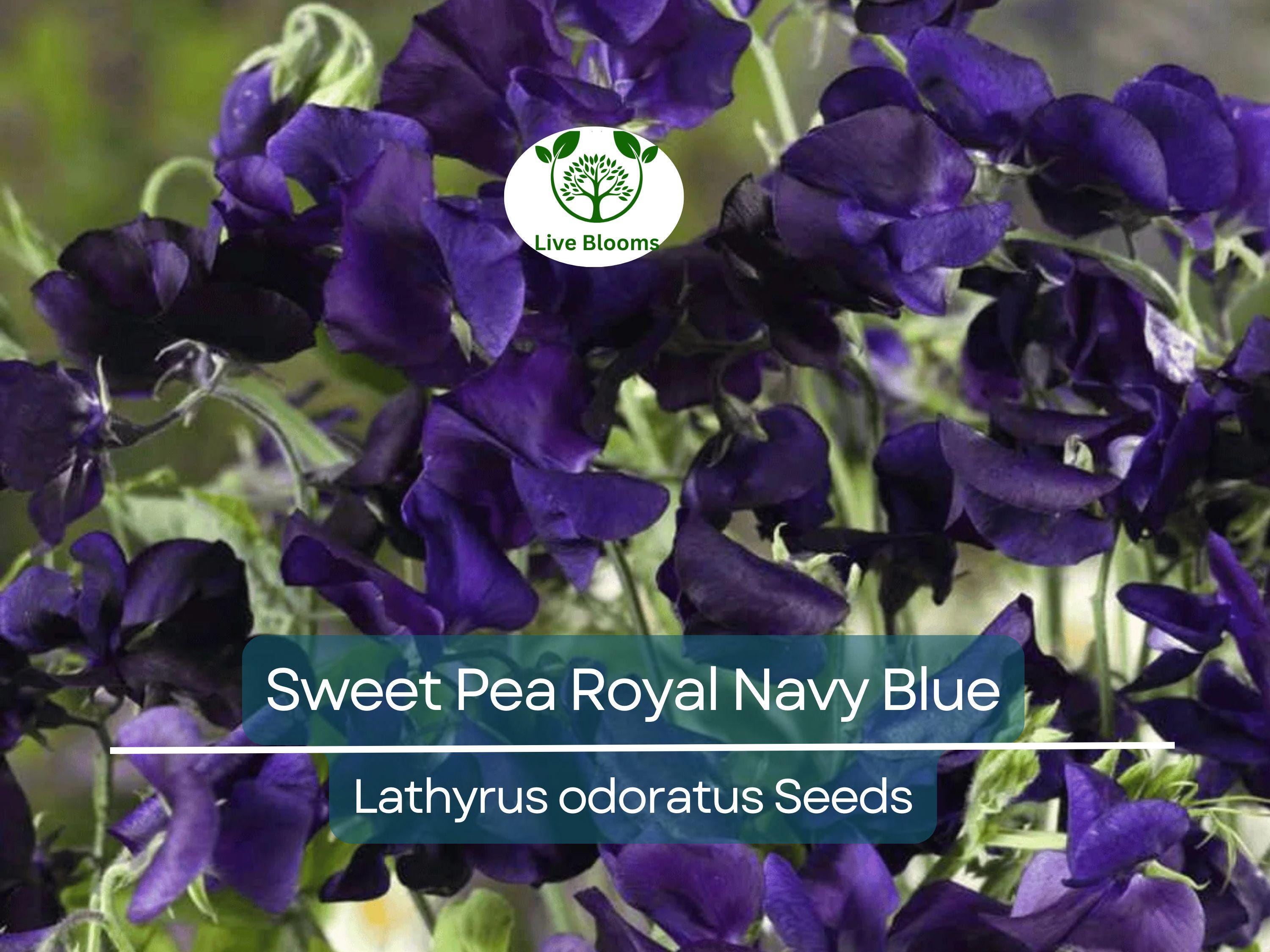 15 Sweet Pea Royal Navy Blue Seeds – Fragrant Climbing Vine | Lathyrus odoratus | Non-GMO Flowers | Heirloom Blue Blooms