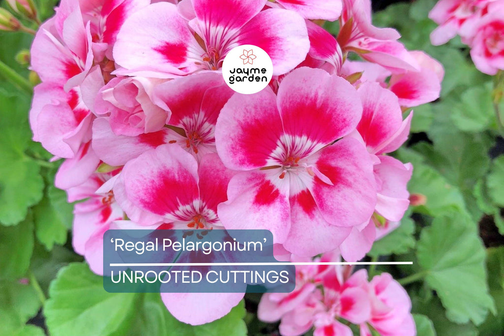 Organic Geranium 'Regal Pelargonium' - 3 Fresh Cuttings (5-8") - Easy to Grow, Sun-Loving Outdoor Plant