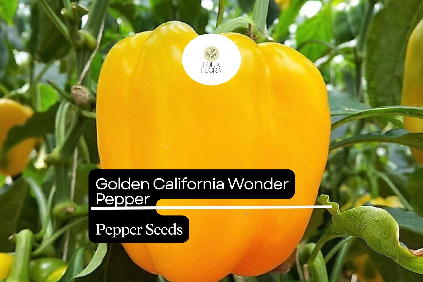 25 Golden California Wonder Pepper Seeds – Capsicum annuum – Heirloom, Sweet & Crisp, High-Yielding