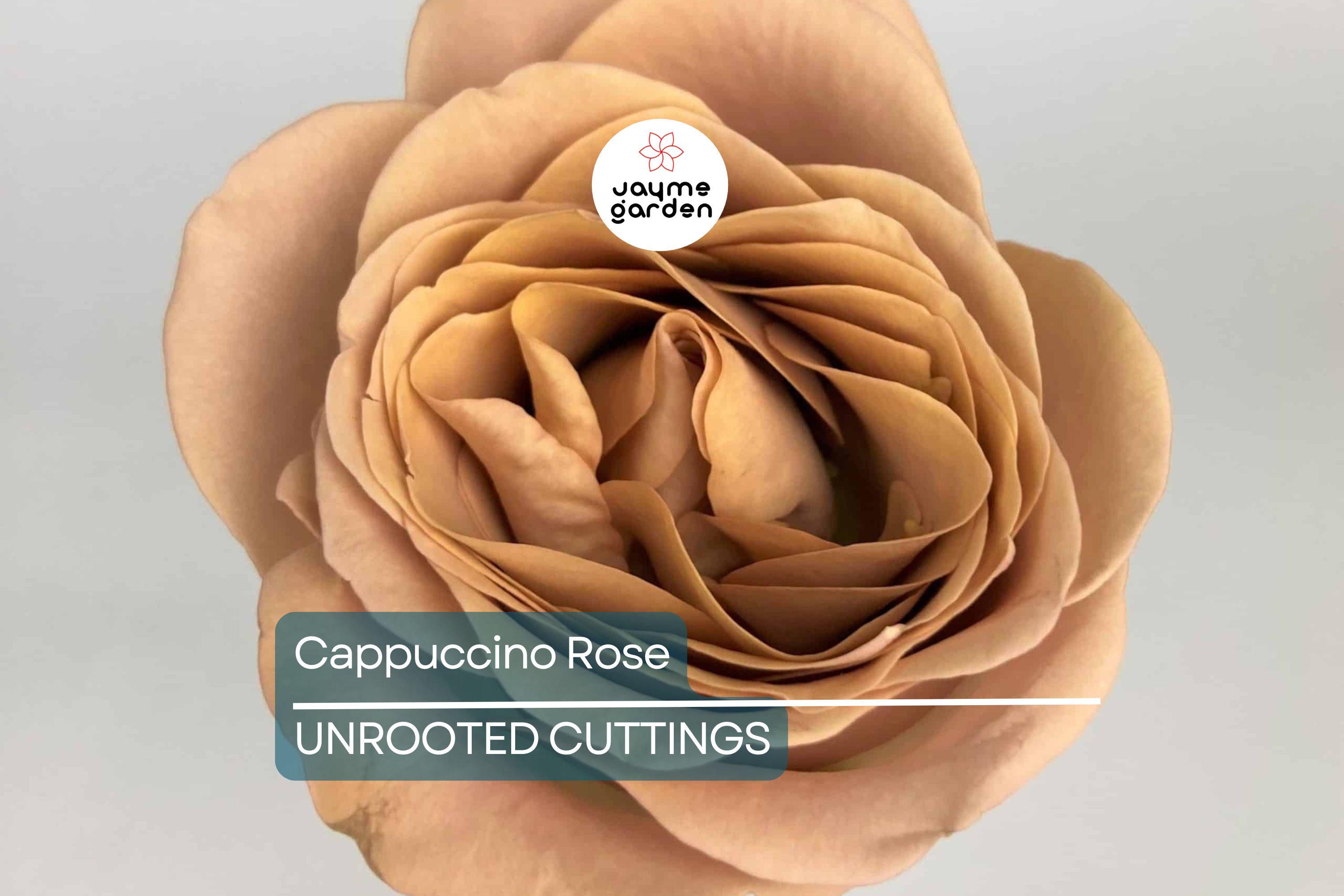 Cappuccino Rose Crepe Myrtle - 3 Cuttings for Rooting or Grafting - Fast-Growing