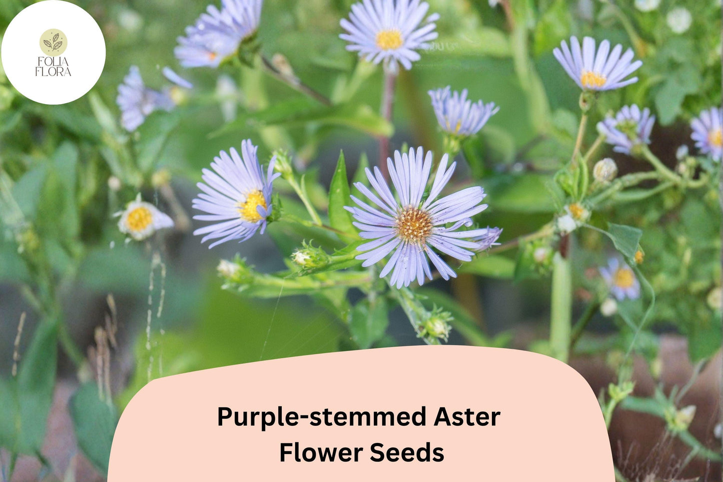 350 Symphyotrichum puniceum Seeds | Purple-stemmed Aster | Native Wildflower for Pollinator Gardens