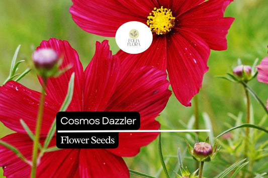 200+ Dazzler Cosmos Flower Seeds | Bright Magenta Blooms | Easy-Grow Annuals for Pollinator-Friendly & Cut Flower Gardens
