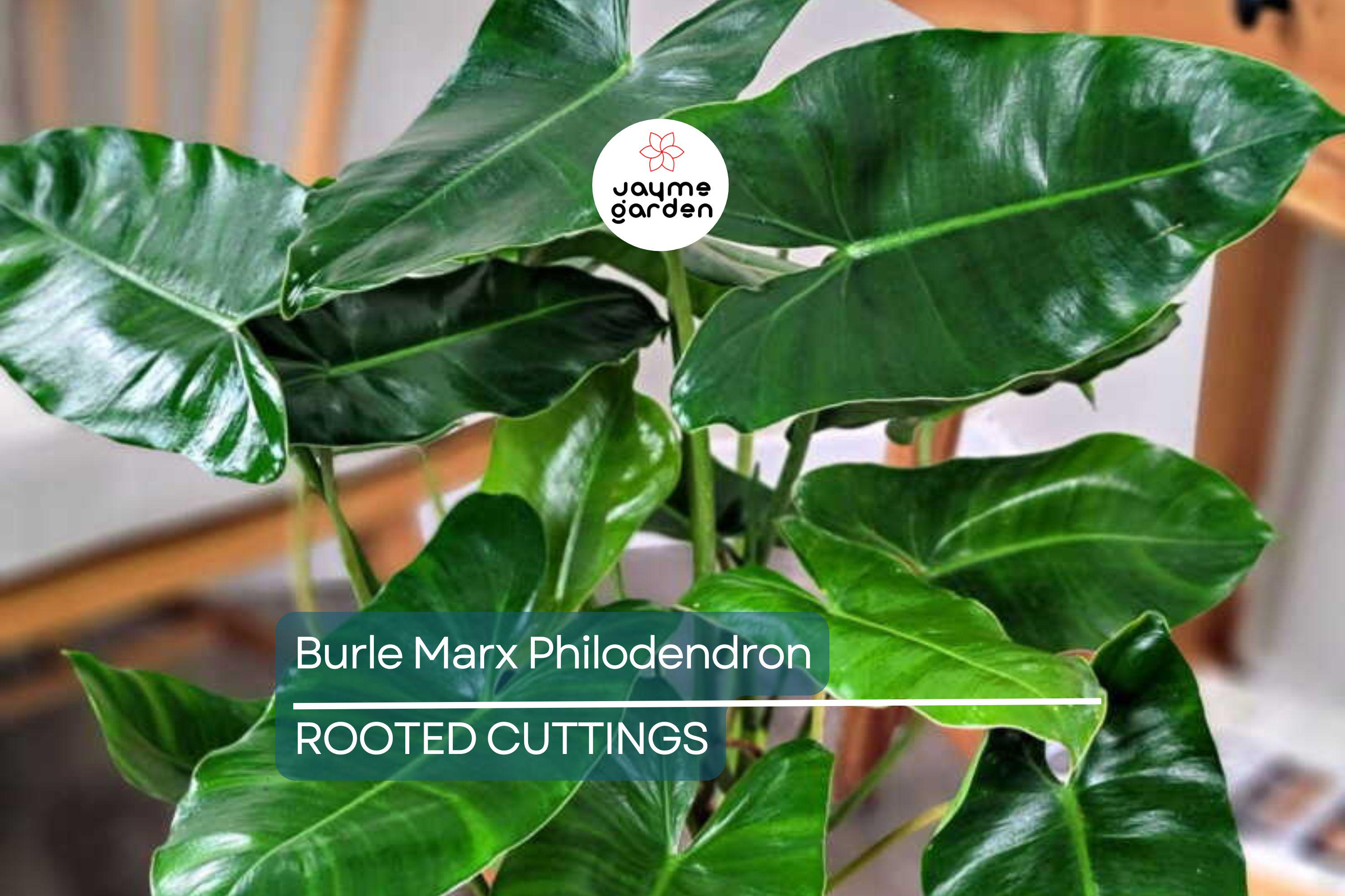 Burle Marx Philodendron Live Plant | Rooted Multi-Grow | No Cutting | Tropical Houseplant | Green Leaf | Easy to Care For