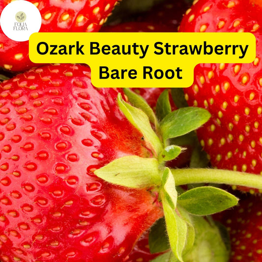 10 Ozark Strawberry Plants | Live Bare Root Everbearing | Fragaria × ananassa Garden Fruit