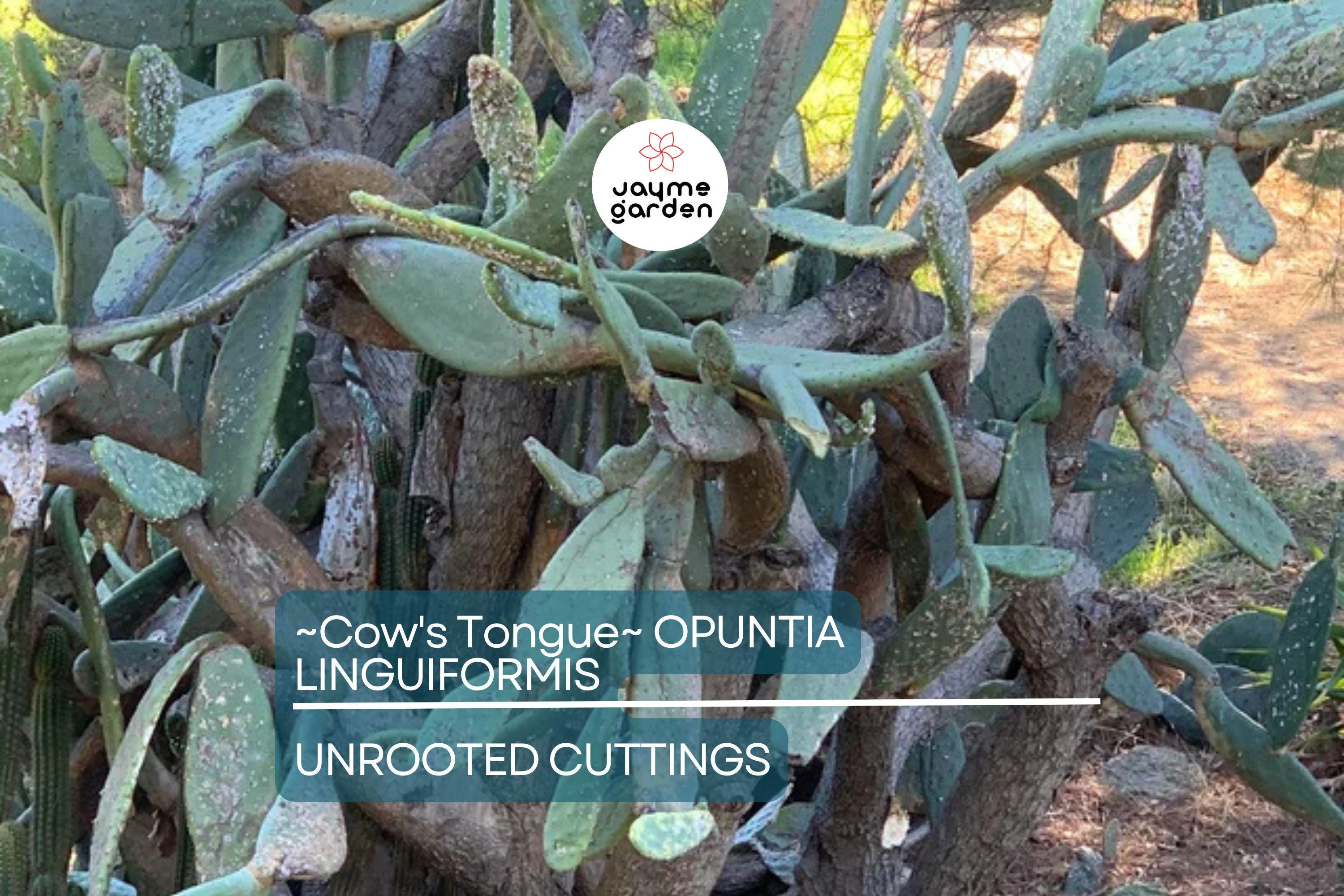Hardy Cow's Tongue Cactus (Opuntia Liguiformis) Pad Cutting | 8-10" Prickly Specimen | Cold Hardy | Golden Orange Blooms