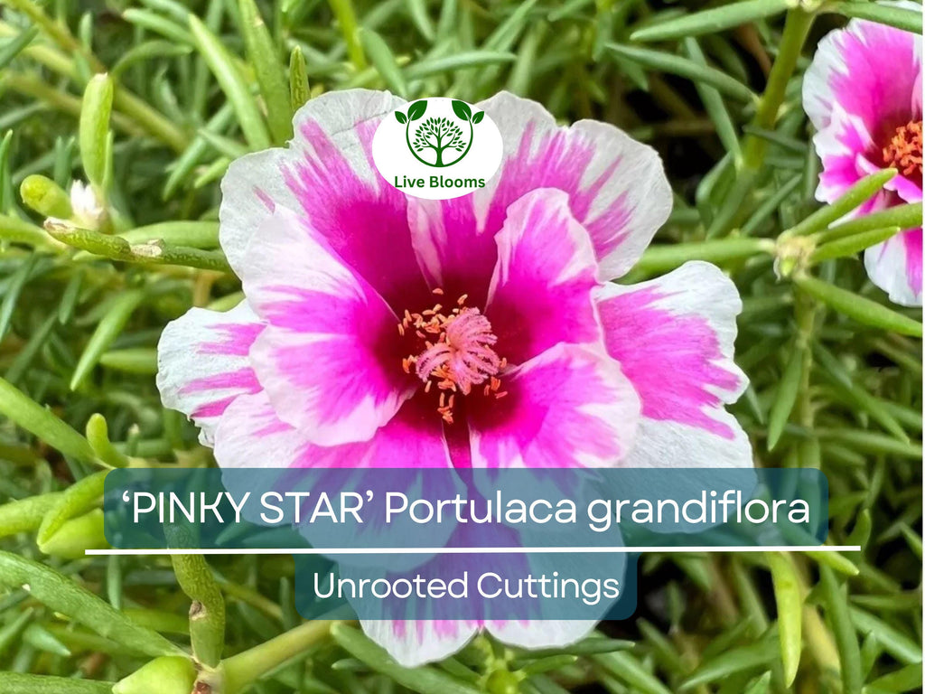 10 PINKY STAR Portulaca grandiflora Unrooted Cuttings 5" - Bright Pink Moss Rose, Vibrant Garden Succulent, Outdoor & Indoor Plant