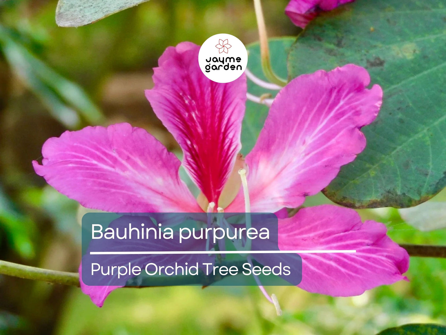 10 Seeds Bauhinia Purpurea for Planting | Orchid Tree Seeds | Purple Camel's Foot Flower Seeds | Fast Growing Ornamental Flowering Tree