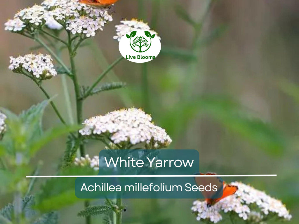 500 White Yarrow Seeds - Achillea millefolium | Perennial, Non-GMO, Pollinator Friendly, 12–36" Tall, Cut Flower Garden Favorite