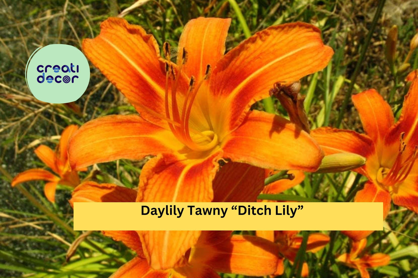 40 Big Bare Root Plants - Daylily Tawny “Ditch Lily” , Hardy Perennial Flowers for Garden Borders, Landscaping, Easy to Grow Blooms