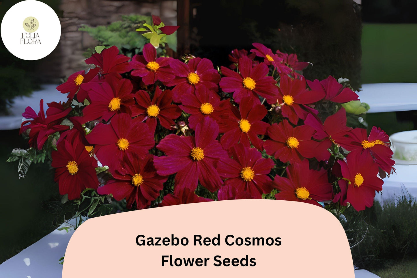 200+ Gazebo Red Cosmos Seeds | Cosmos Bipinnatus Scarlet Blooms | Bright Red Garden & Cut Flower Seeds