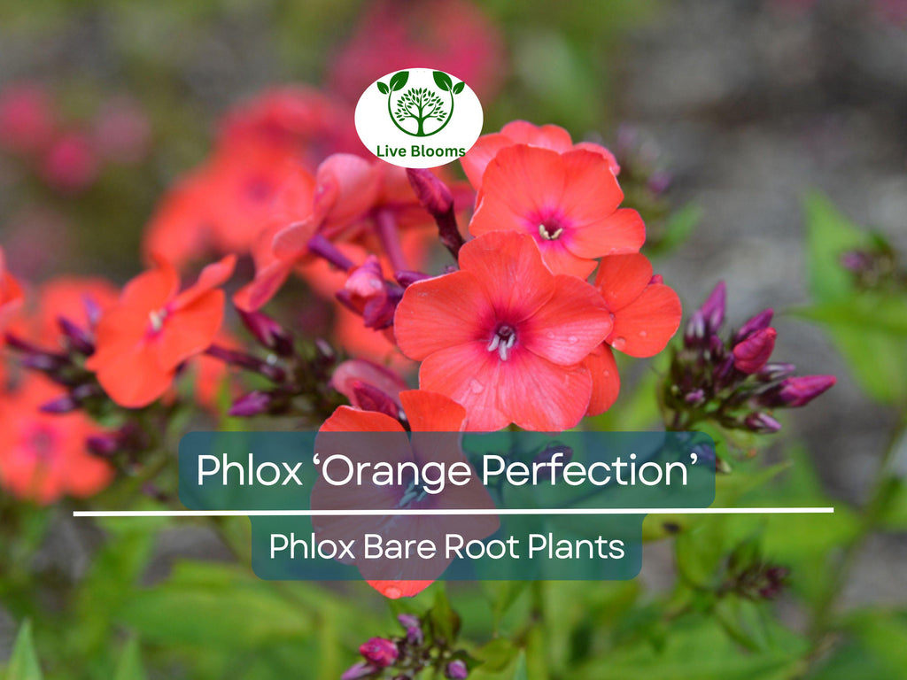 1 Phlox ‘Orange Perfection’ – Live Bare Root Plant – Summer Blooming Perennial – Bright Orange-Pink Flowers for Pollinator Gardens