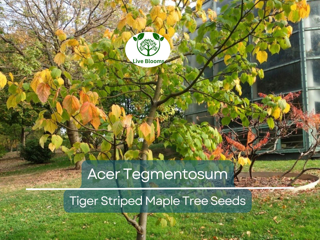10 Seeds Acer Tegmentosum (Tiger Striped Maple) for Planting - Unique Tree for Landscaping, Gardens & Bonsai - Hardy, Ornamental Tree Seeds