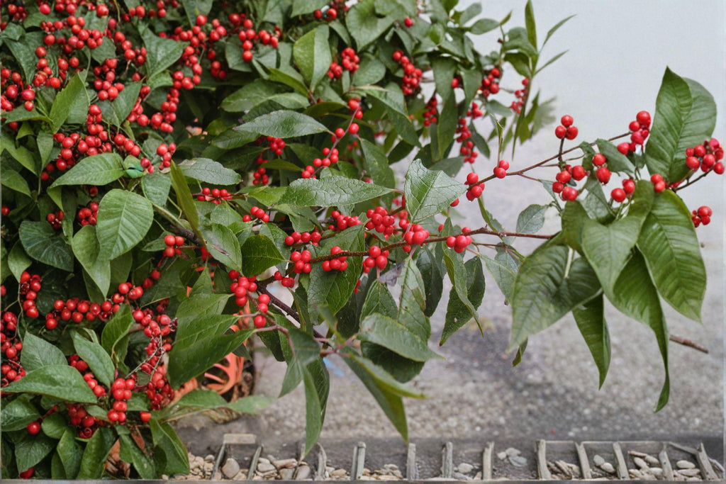 Ilex verticillata – Winterberry Holly Seeds | 25 Seeds | Wildlife-Friendly Garden Plant | Bright Red Winter Berries