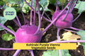 3pcs of 500mg Kohlrabi Purple Vienna Seeds – Crisp, Nutty Flavor Bulb Vegetable for Cool Season Home Gardening Seeds for Planting