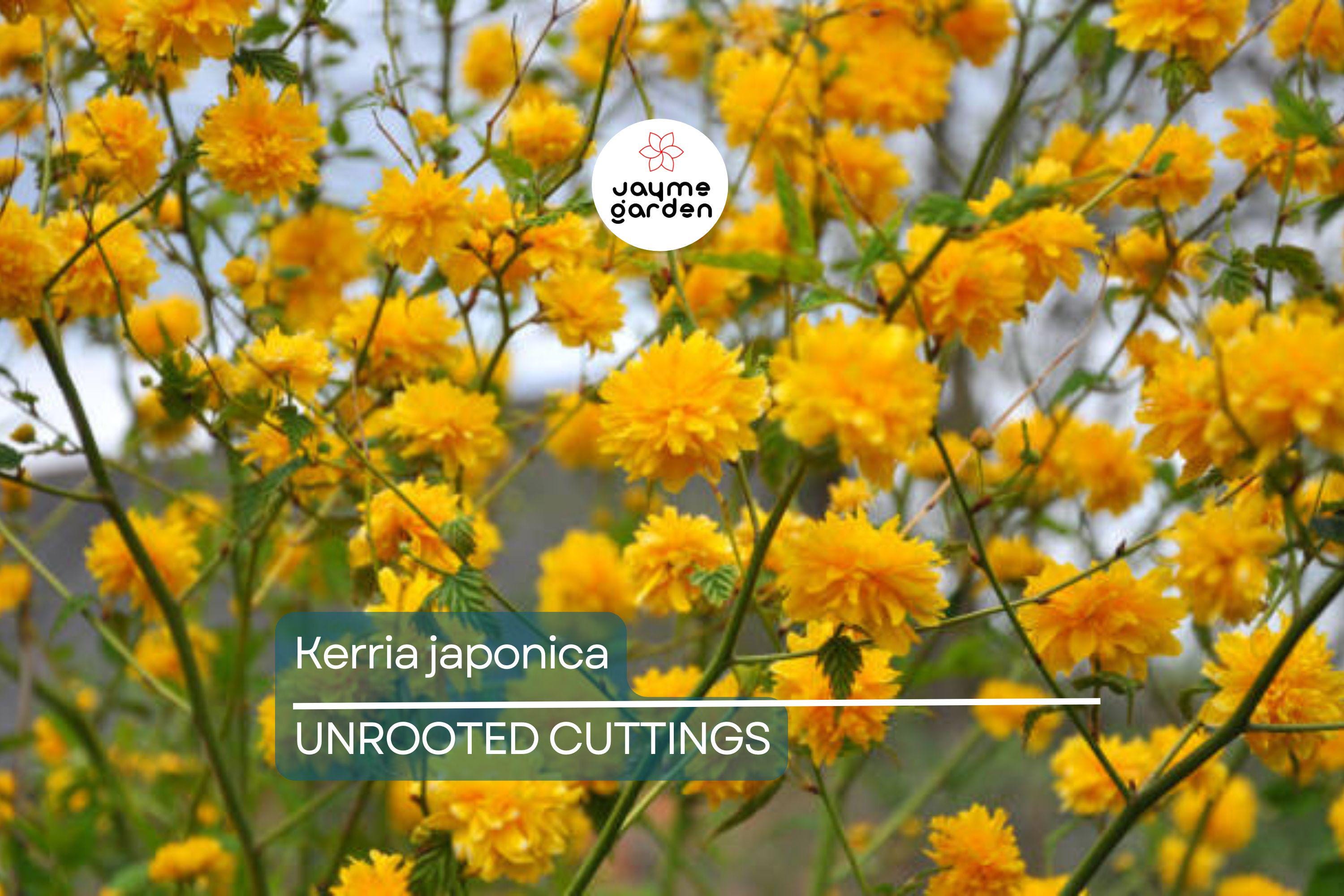 10 Kerria Japonica Cuttings for Rooting | Japanese Rose | Miracle Marigold | 7" Fresh Unrooted Cuttings | Easy to Root | Free Shipping