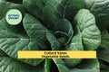 3pcs x 1g Collard Vates Seeds – Heirloom Leafy Greens for Raised Beds, Garden Rows, or Container Vegetable Growing Seeds for Planting