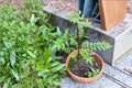 Sansho 4 Cuttings (Zanthoxylum piperitum) Japanese Pepper Tree
