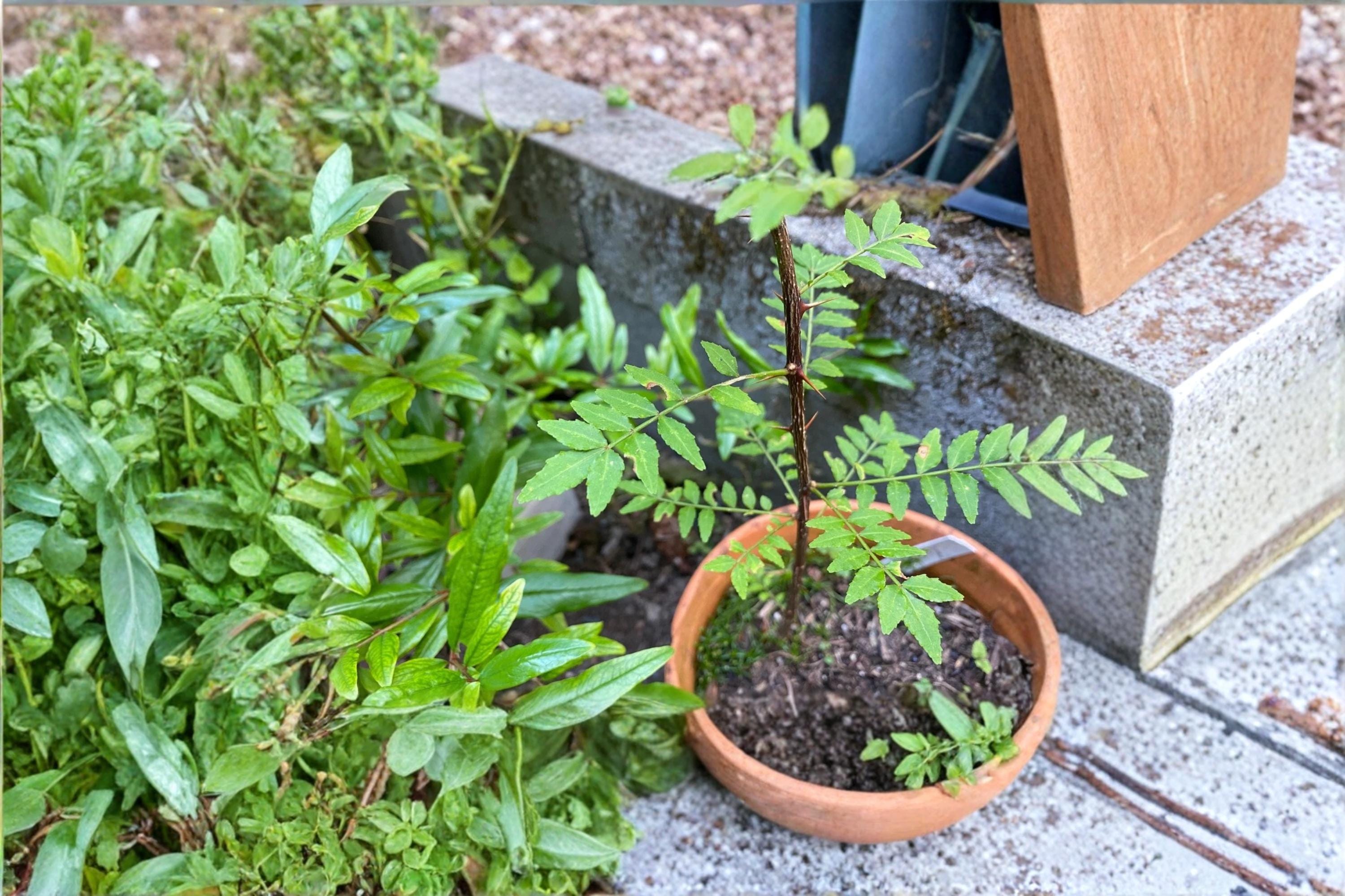 Sansho 4 Cuttings (Zanthoxylum piperitum) Japanese Pepper Tree