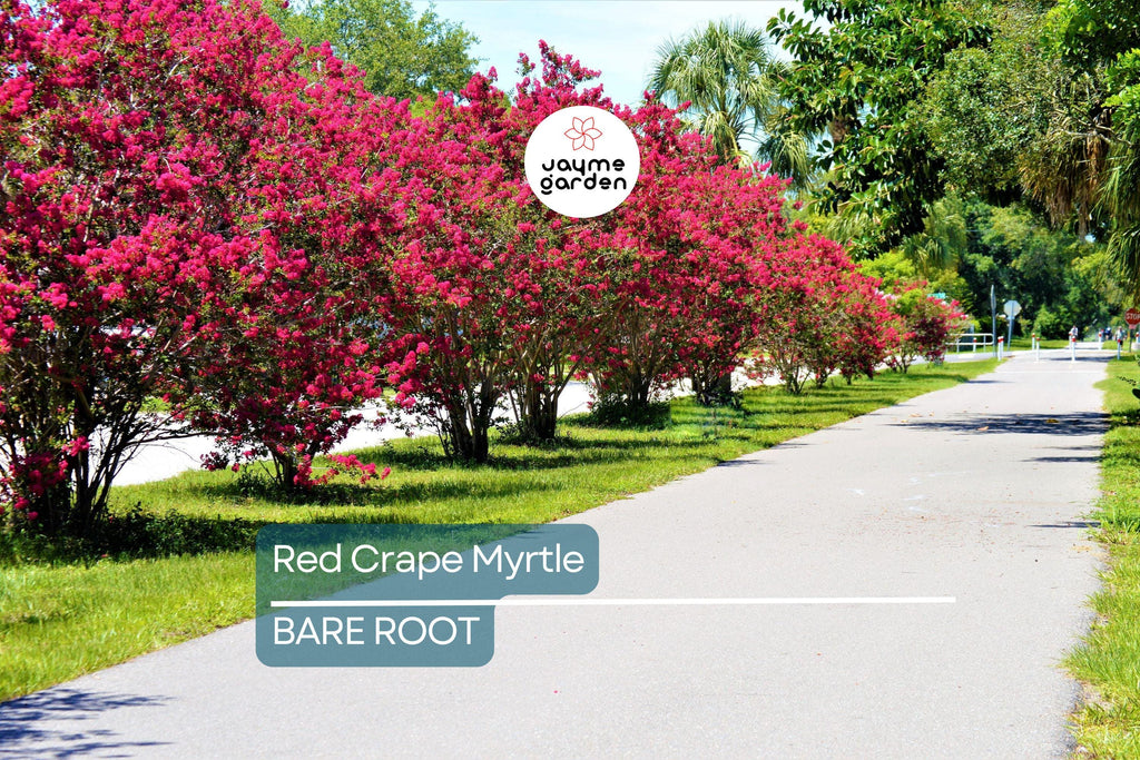 2 Red Crape Myrtle Trees 2ft | Live Bare Root Trees | Fast-Growing Red Blooms | Zones 7-9