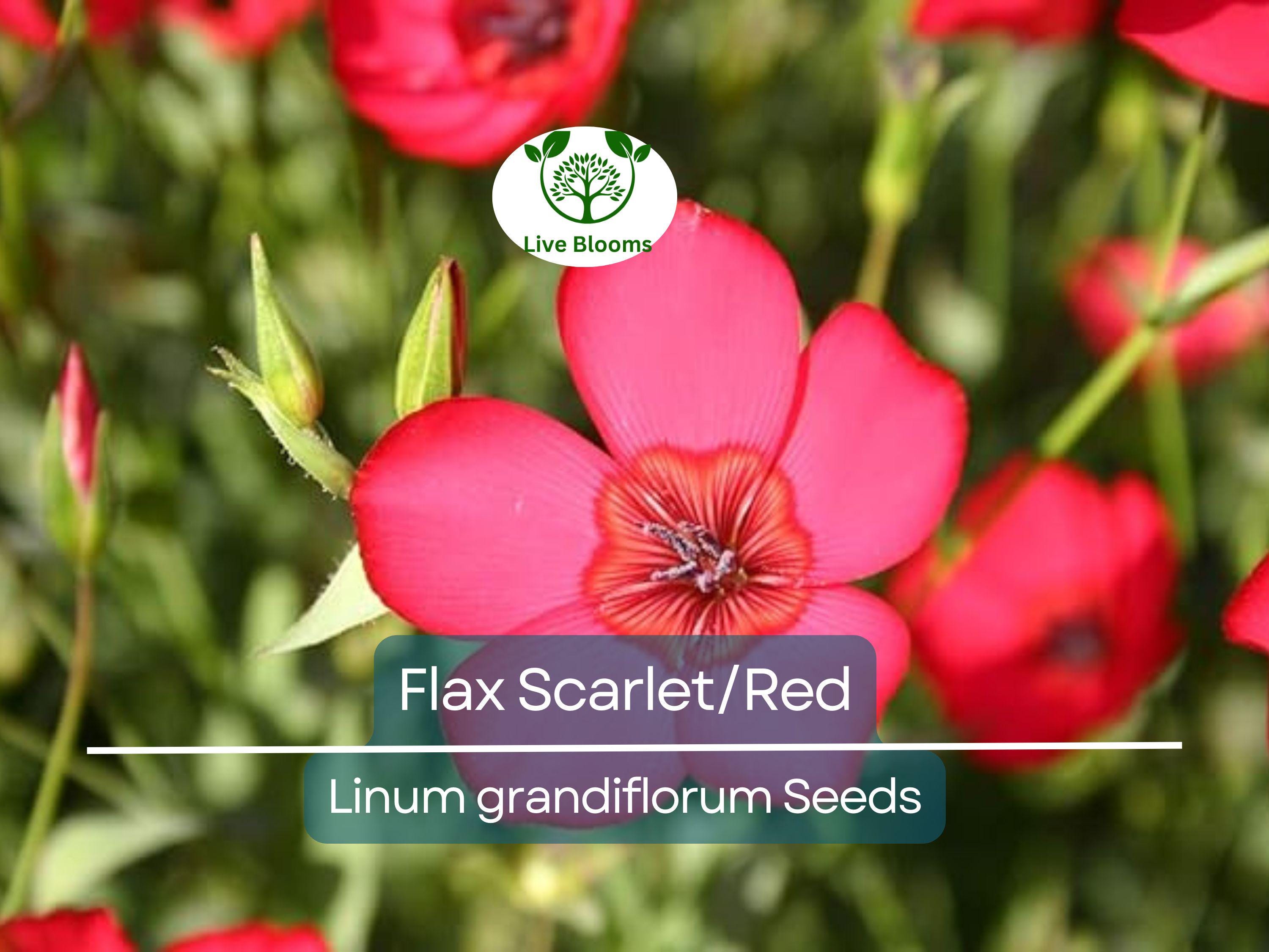 500 Seeds Flax Scarlet/Red Wildflower, Non-GMO, Annual, Pollinator-Friendly, Partial Shade, Linum grandiflorum