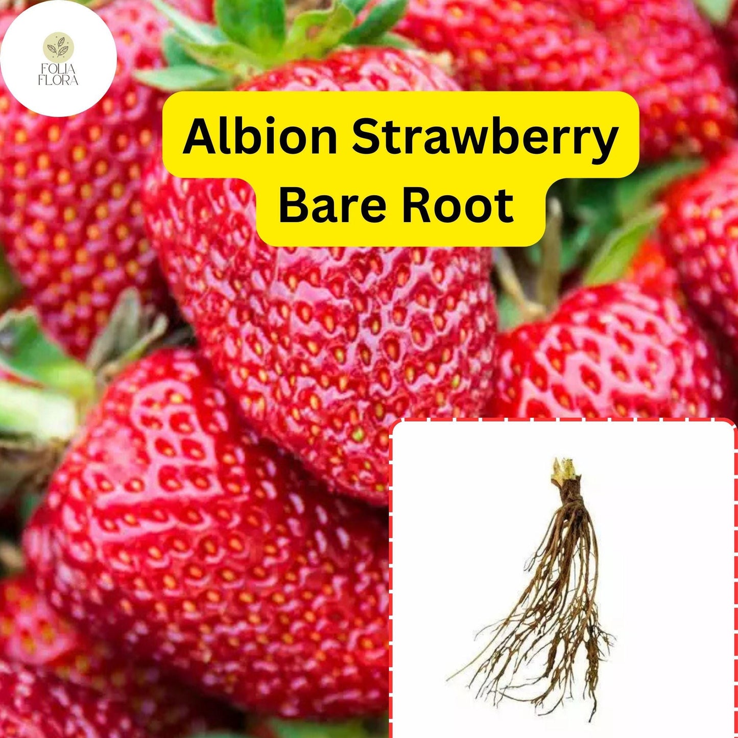 25 Bare Root Albion Strawberry Plants | Day Neutral Fragaria x ananassa