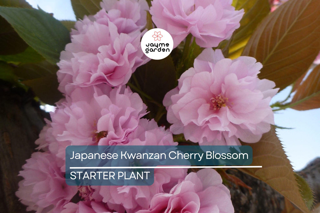 Kwanzan Cherry Blossom Starter Plant | 8-10” Live Tree | Prunus serrulata | Japanese Ornamental Tree | Spring Blooms | Well-Rooted